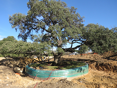 In the next few weeks, the city will move the heritage oak tree to its new location at the southeast corner of the municipal site. The tree was an obstacle in the building plans of the new municipal building and the Buda City Council voted to move the tree instead of cutting it down. The moving of the tree is expected to take several days. (photo courtesy of City of Buda)