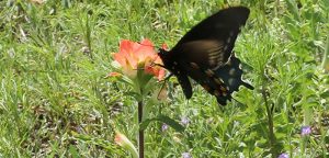 Taking care of Mother Earth: 47th annual Earth Day April 22