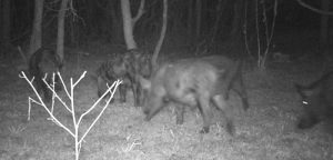 Hunting of feral hogs goes sky high