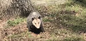Hello, possum