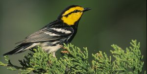 Bird ruffles feathers at wedding venue