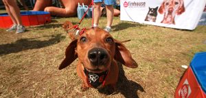 Every wiener has its day