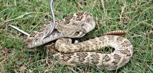 Snake, rattle and roll Buda native takes pride in snake rescue gig