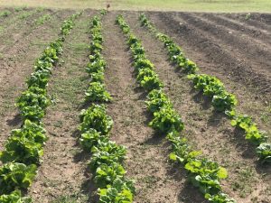 Kyle Correctional Center helps fight against hunger with garden