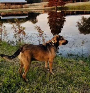 Local dog attacks raise concerns