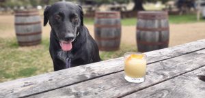 Man’s Best Friend helps PAWS