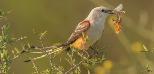 Lights Out, Texas: What to know about bird migration