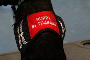 Freedom Canines partners with WISD to raise life-saving assistance dogs