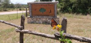 Chimney swifts find refuge at Charro Ranch Park