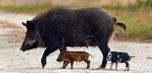 County renews feral hog abatement program
