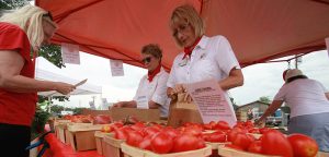 Cultivating success: Tomato Roundup showcases resurgence of local gardeners