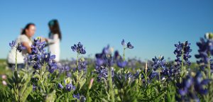 Welcome, wildflowers