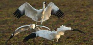 Whooping crane population bounces back
