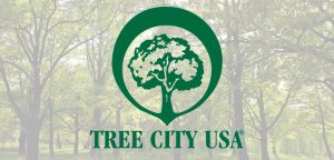 Tree season is underway: Buda designated a Tree City USA for third year