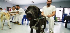 Finding a fur-ever home Kyle Correctional offenders train shelter dogs for new homes