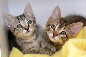 Animal shelter reduces adoption fees through May