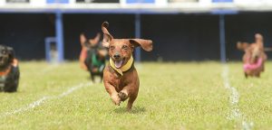 Buda Lions move Wiener Dog races to new site