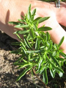 Winter savory is an often-overlooked herb