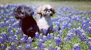 Bluebonnets across Hays County