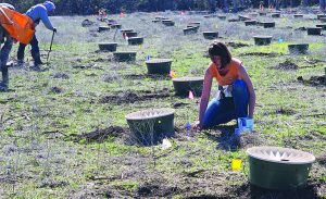 TreeFolks plants 2,000 native trees at Jacob’s Well