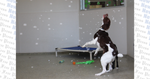 Puppies party with bubbles at pet resort event