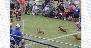 Buda Lions Club hosts 2025 Wiener Dog Races