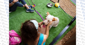 Tails wag for Barks & Blooms